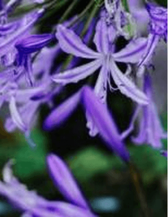 Joan A. (Bondi) Bartolacci Obituary